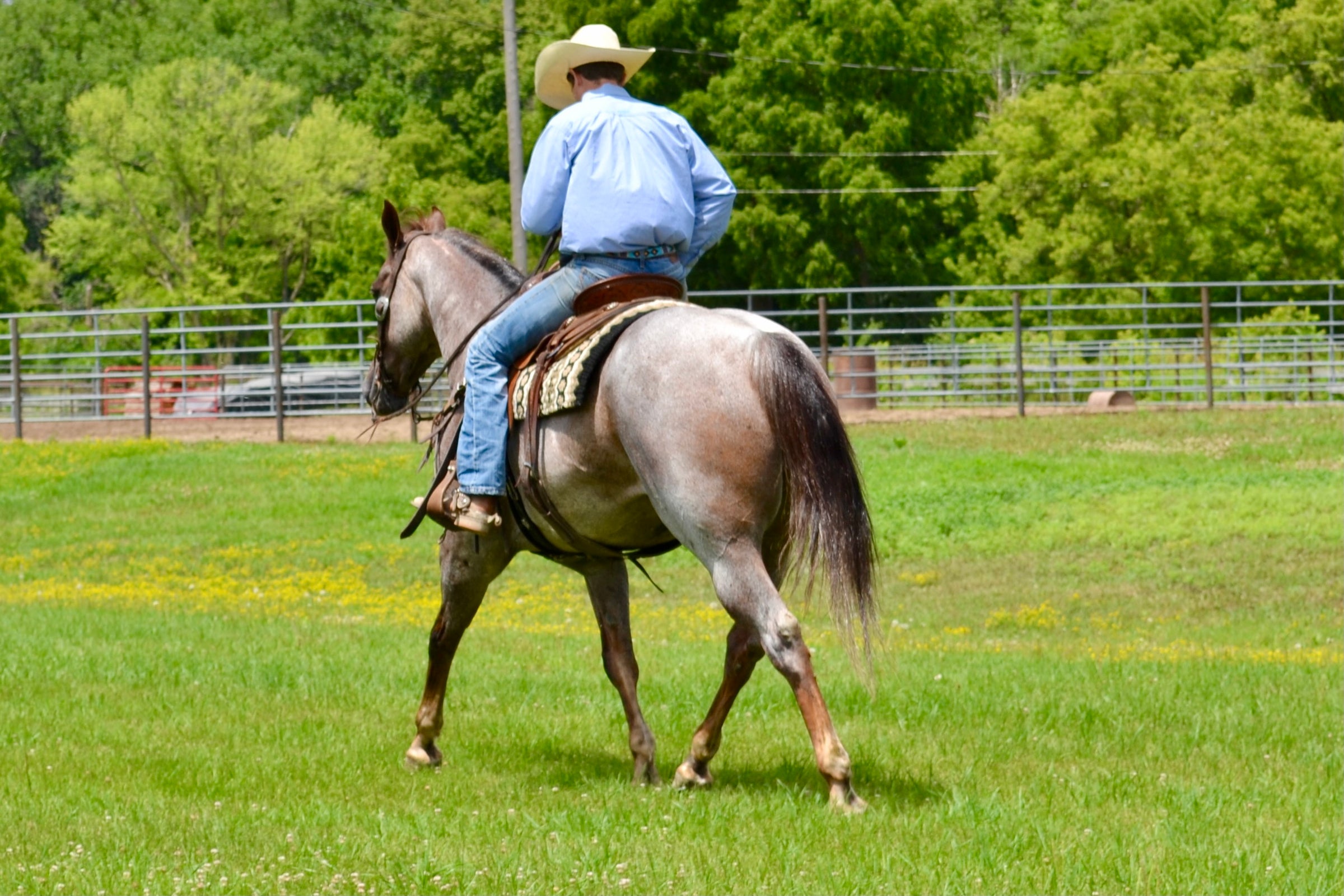 Peppy's Running Leo Hanson Horse Ranch & Farrier Supply Store