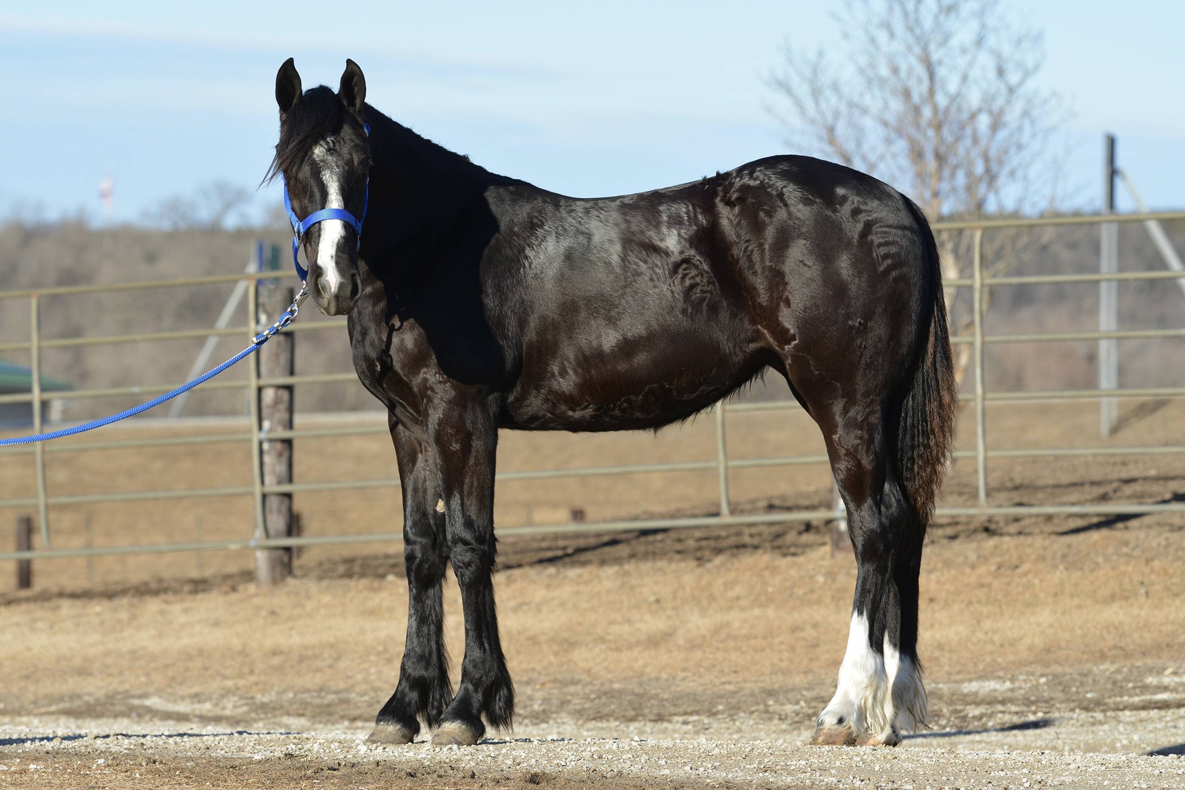 Ruby | Hanson Horse Ranch & Farrier Supply Store