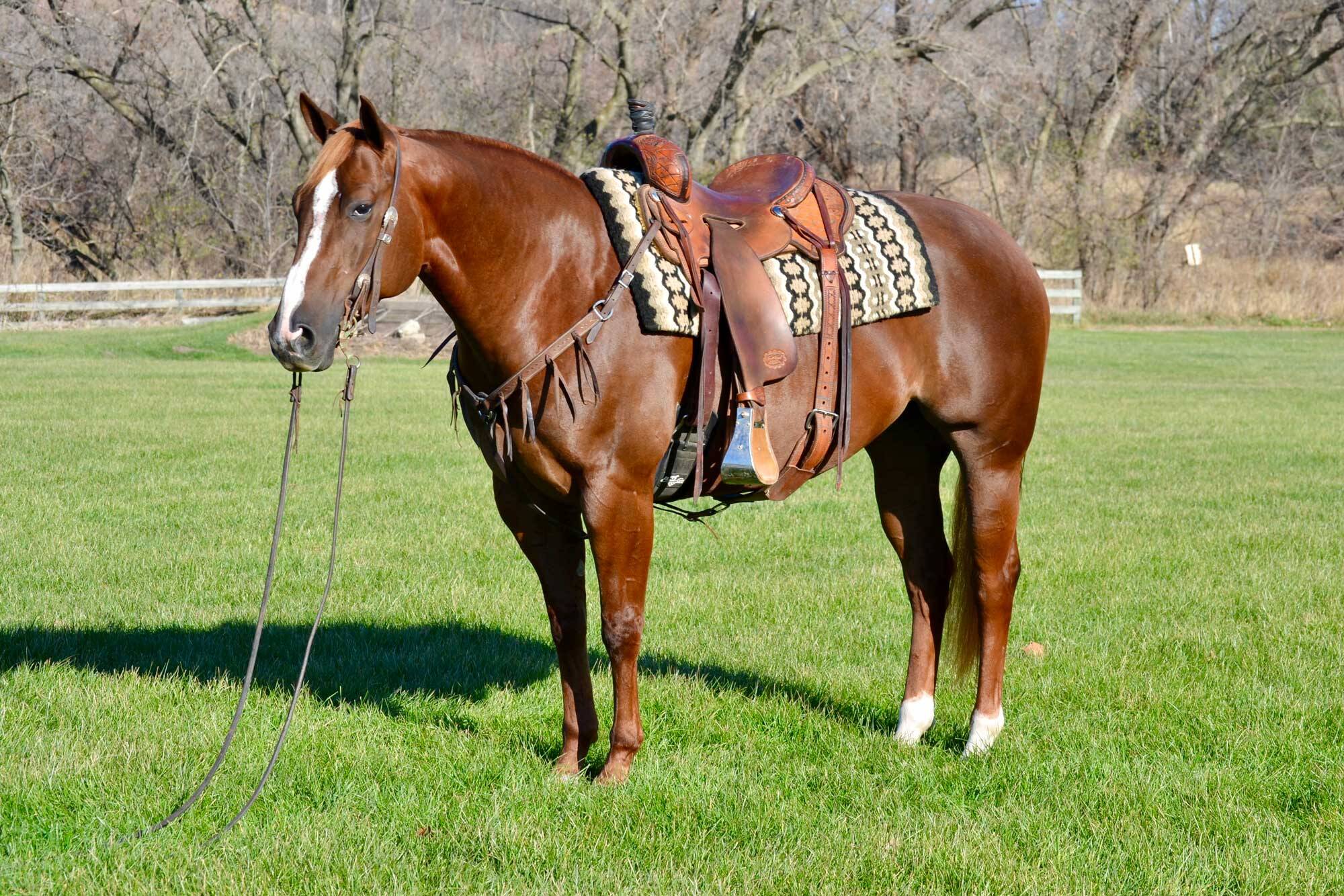 PICKABOO "DOLLY" Hanson Horse Ranch & Farrier Supply Store