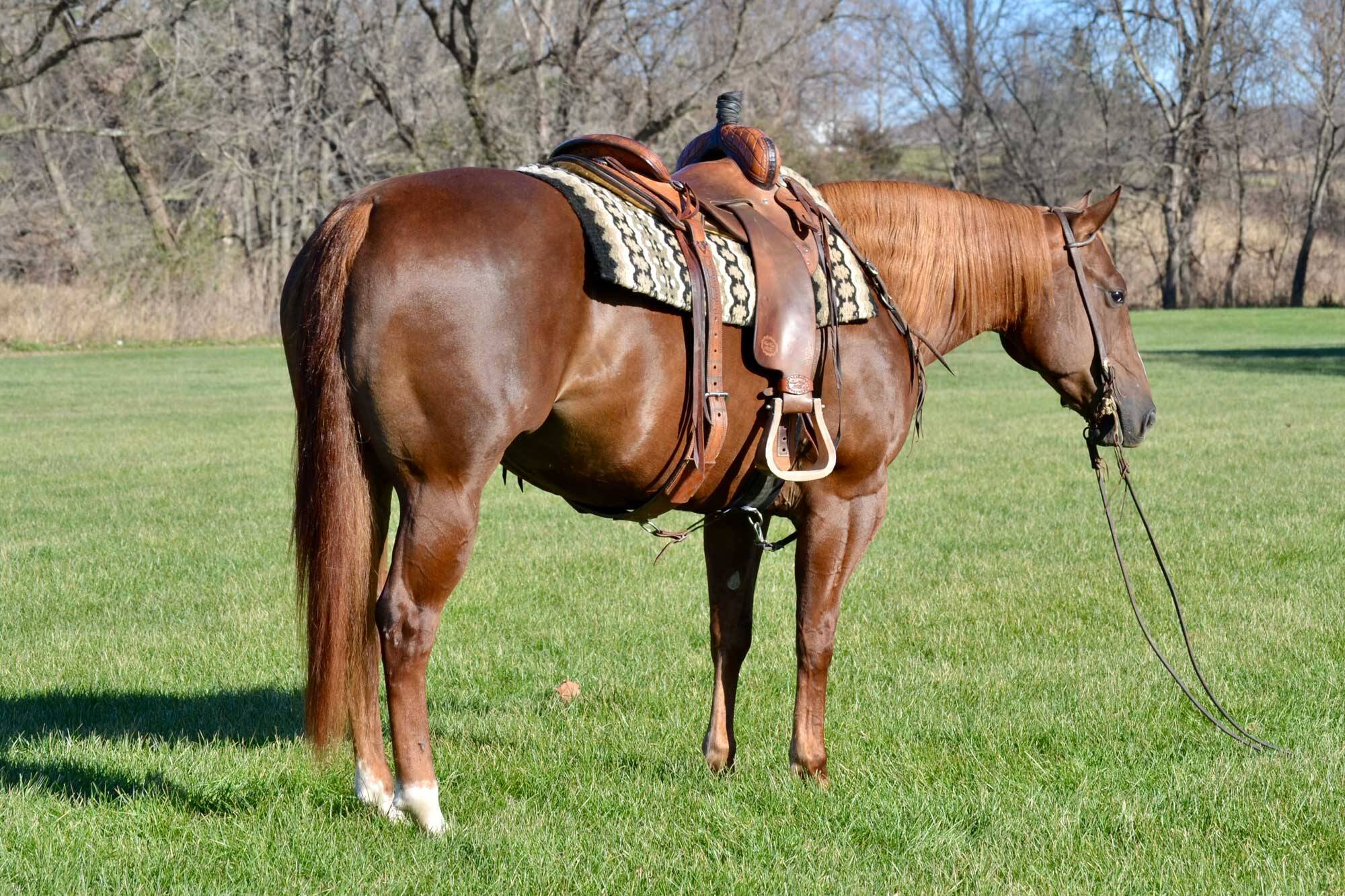 PICKABOO "DOLLY" Hanson Horse Ranch & Farrier Supply Store